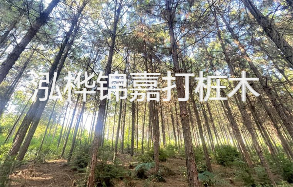 高效松木樁施工方法，打造堅固基礎(chǔ)保障工程